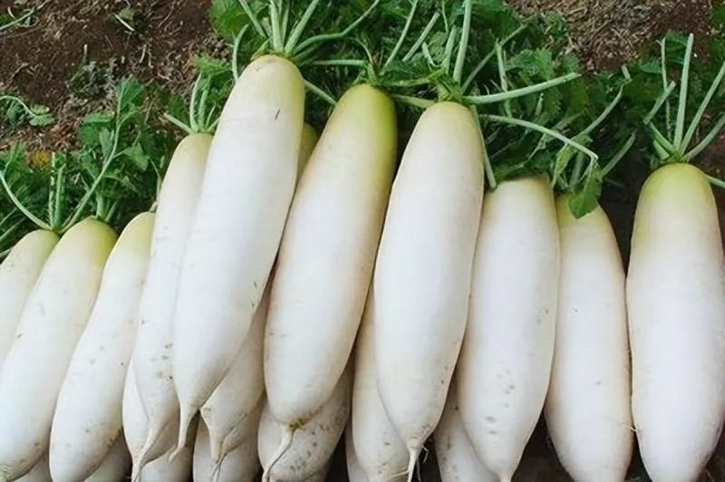 White Radish (白萝卜)